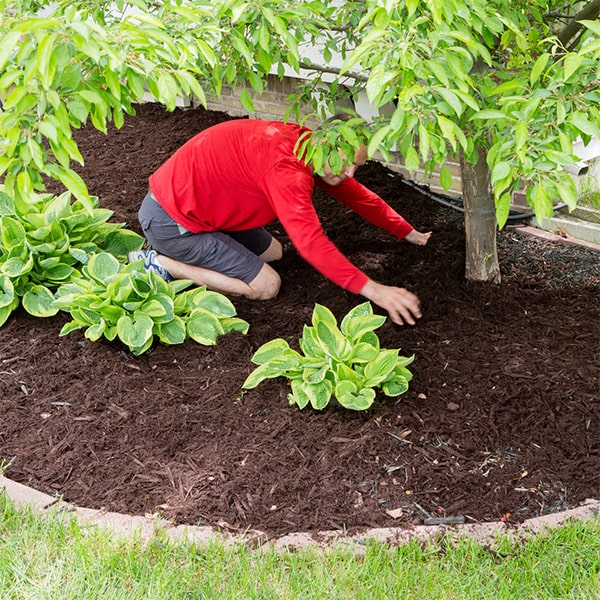 the process for mulch installation involves clearing the area, laying down the mulch, and smoothing it out for a neat finish